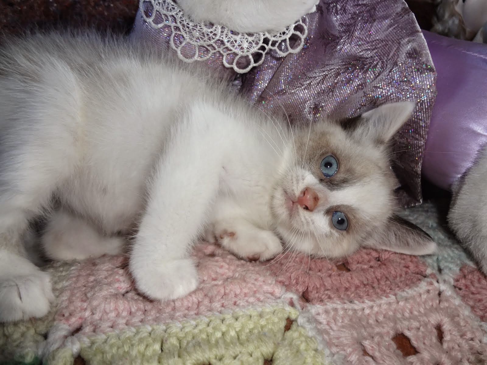 Сноу Шу котята Новорожденные